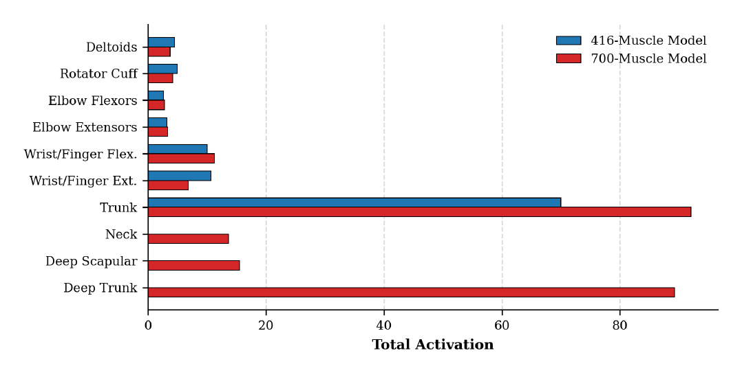 Effect of anatomical resolution on powerlift muscle recruitment